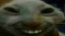 rat icon
